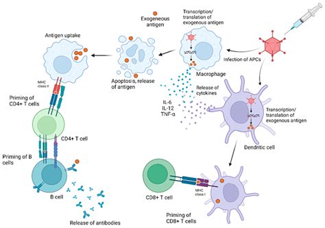 Pharmaceuticals Free Full Text Recent Advances In The Development