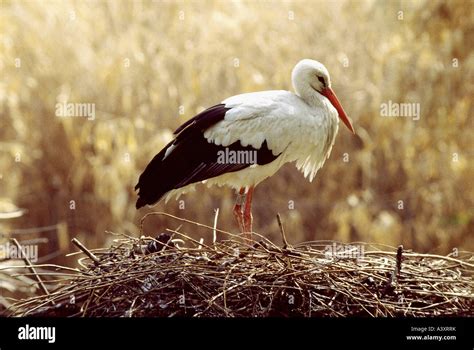 Zoology Animals Avian Birds White Stork Ciconia Ciconia In