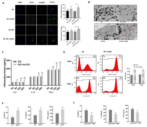 Role Of MBL And DCs In Ox LDL Induced EC Injury And Atherosclerotic