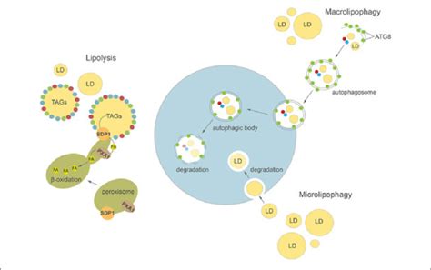 Cellular Pathways Of Lipid Droplets Degradation In Plants And Algae