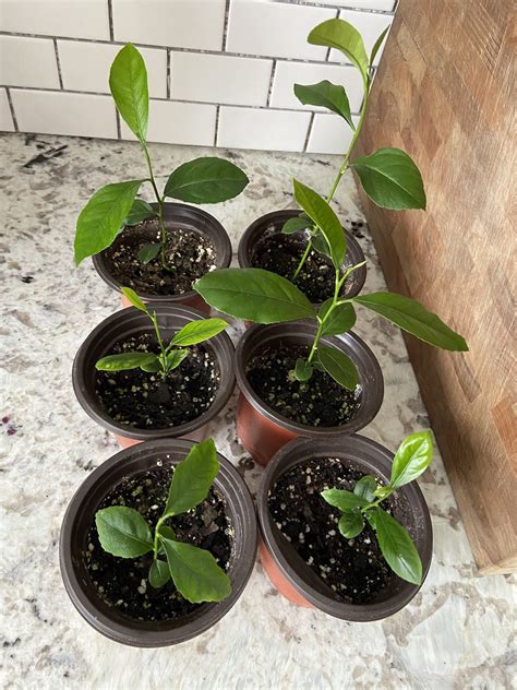 How We Grew Lemon Trees From Seed Honest Well