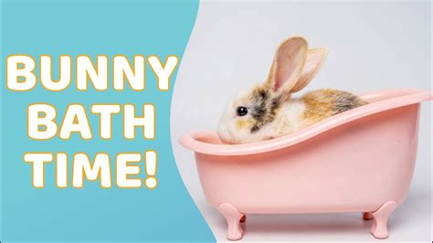 Bunny Bath Time YouTube