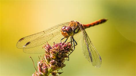 Red and brown dragonfly HD wallpaper | Wallpaper Flare