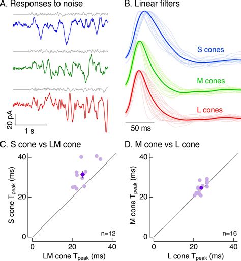 Figures And Data In S Cone Photoreceptors In The Primate Retina Are