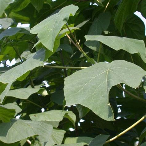 Paulownia Tomentosa Houtmeyers Plantencentrum En Boomkwekerij Laakdal