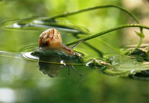 How To Get Rid Of Pond Snails Using Effective Methods My Backyard