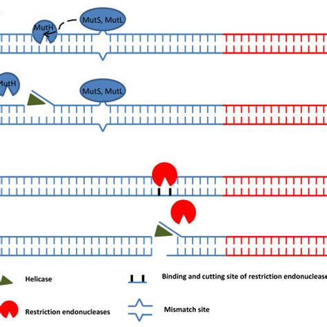 Effects of macromolecular crowding reagents. The effects are shown as ...