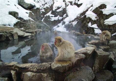 25 Pictures Of Japanese Snow Monkeys Enjoying A Hot Spring