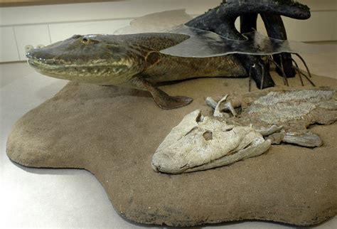 Tiktaalik