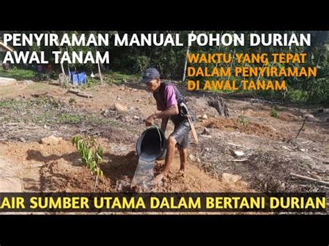 PENYIRAMAN TANAMAN DURIAN BAWOR SECARA MANUAL DAN PERTAMA SEBELUM