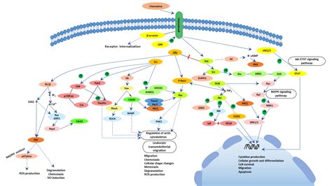 Chemokine Signaling Pathway