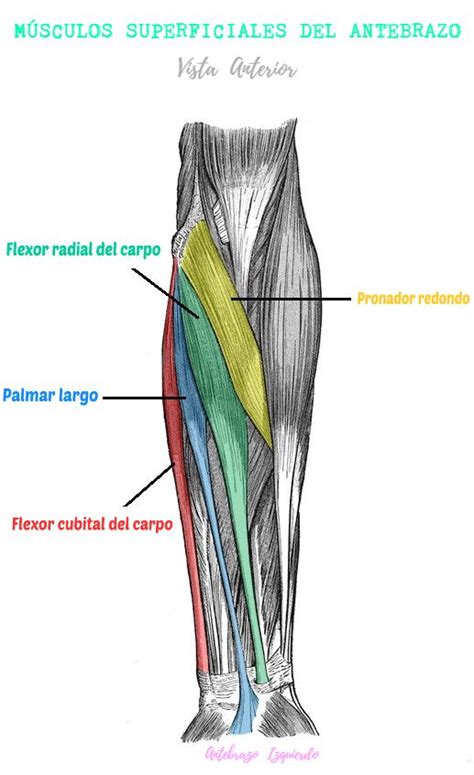 M Sculos Del Compartimento Anterior Del Antebrazo Superficial