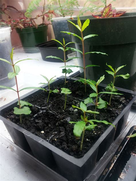 Plant Zone: Pomegranate Seedlings Update