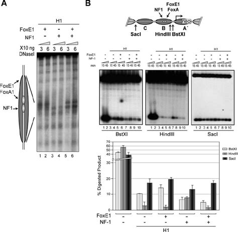 Effect Of Foxe And Nf On Particle B In Compacted Nucleosome Arrays