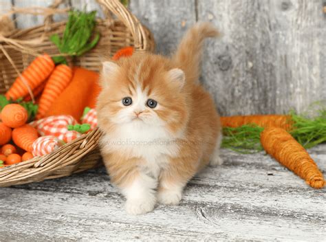 Orange Persian Kittens