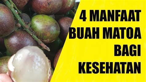 4 MANFAAT BUAH MATOA UNTUK KESEHATAN MANFAAT MATOA KHASIAT BUAH