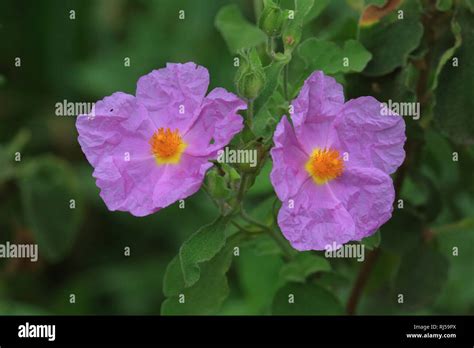 Graubehaarte Zistrose Cistus Creticus Stock Photo Alamy