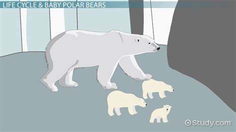 Polar Bear Life Cycle: Lesson for Kids - Lesson | Study.com