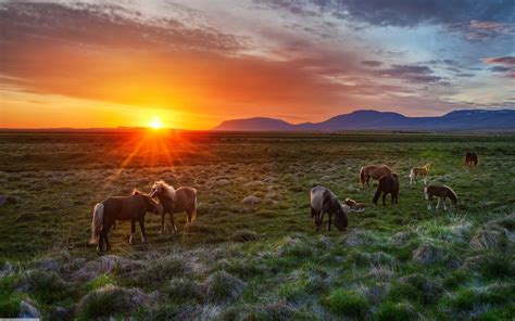 Wild horses sunset wallpaper | 2880x1800 | #14585