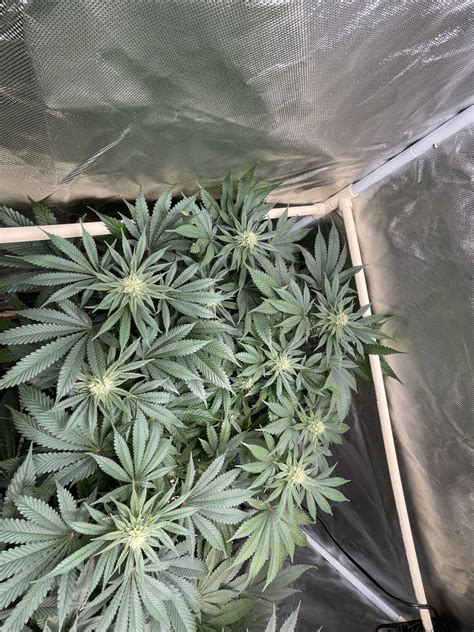 When should i defoliate my plants? | THCFarmer