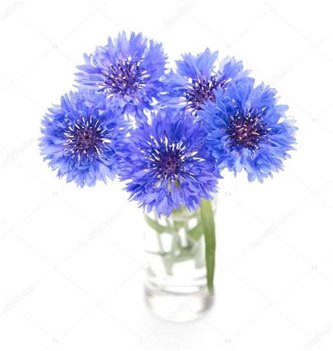 Blue cornflower. Flower bouquet isolated on white. Stock Photo by ...