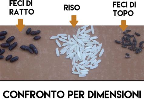 Scappatopo Come Riconoscere Gli Escrementi Di Topi E Ratti