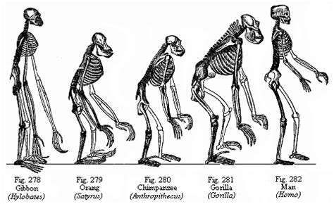 Human Evolution Evidence Consists Of Ape Human And A Mix Of The Two