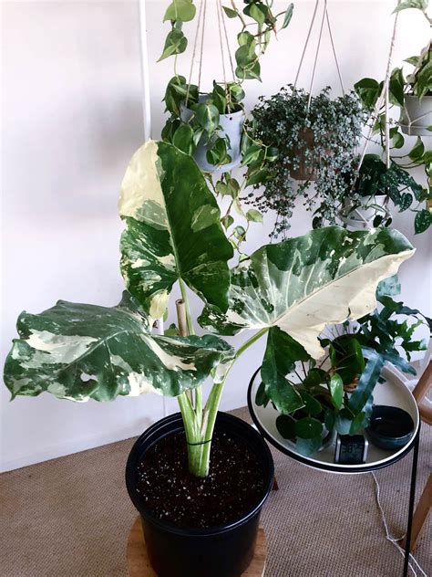 Is Alocasia An Indoor Plant techcaboodle