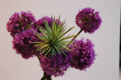 FLORA