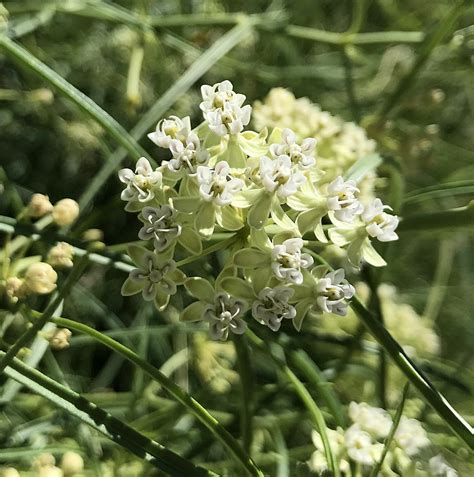 Native Horsetail Milkweed (Asclepias subverticillata) — Elevated Gardening