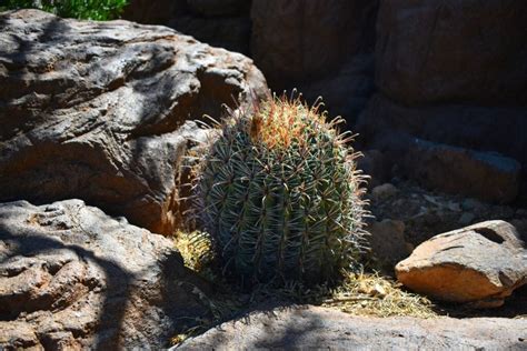 7 Common Types of Cacti in Arizona (with Pictures) | House Grail