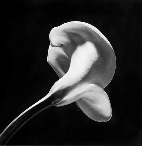 Robert Mapplethorpe Flowers