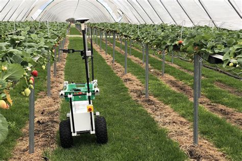 Strawberry Picking Robot Uses Ultra Violet Light To Control Funguses