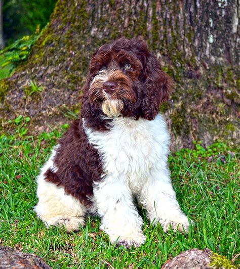 Barksdale Introduces Parti Labradoodles Barksdale Labradoodles