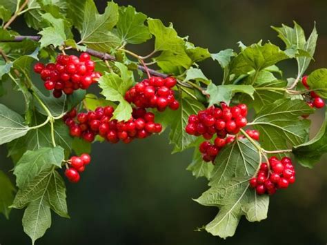 Gardens | Растения, Посадка деревьев, Калина обыкновенная