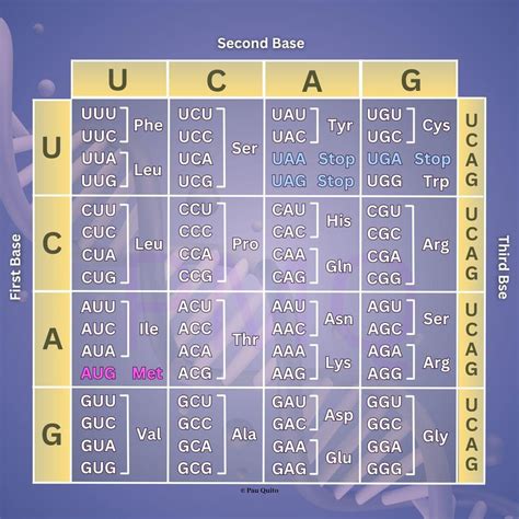 Use The Codon Table To Determine Which Mrna Triplets Code For The Amino