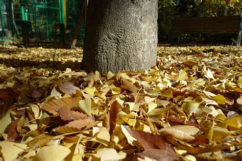 Fotos Gratis Rbol Planta Luz De Sol Hoja Flor Temporada Arce