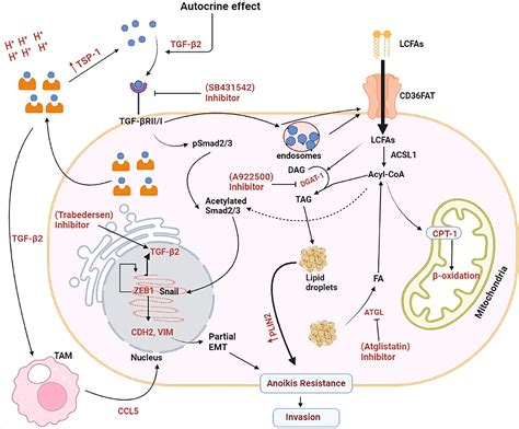 Frontiers Hypoxia Induced Lactate Acidosis Modulates Tumor