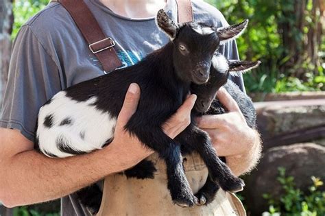 Looking For Something Fun To Do This Saturday How About Milking A Goat