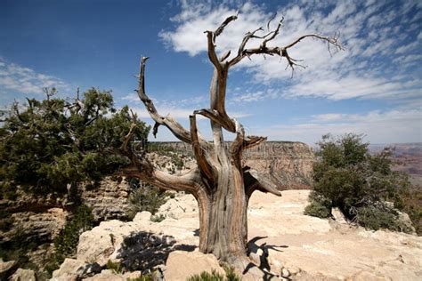 Uroczystego Jaru I Kolorado Rzeka Park Narodowy Arizona Usa Obraz