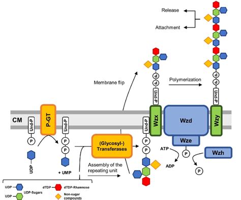 Model For Heps Biosynthesis In Lab Via To The Wzx Wzy Dependent