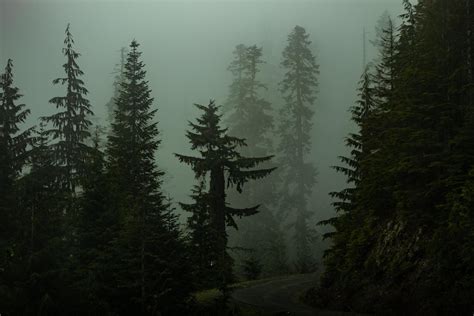 Pine trees in a dark foggy forest 1308635 Stock Photo at Vecteezy