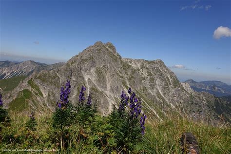 Blauer Eisenhut Aconitum Napellus Ngid Flickr