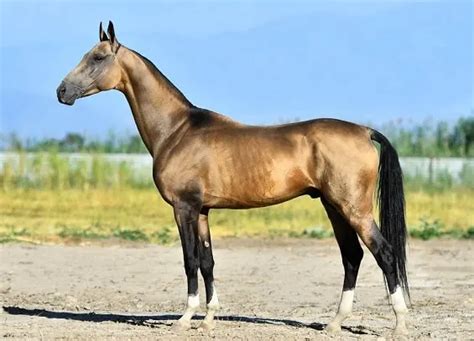 10 Fastest Horse Breeds In The World