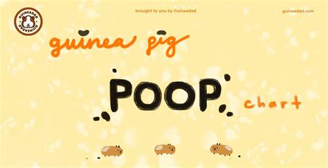 Guinea Pig Poop Chart 2022 | GuineaDad