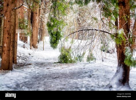 winter forest scene Stock Photo - Alamy