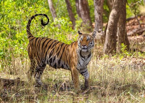 Visit Bandhavgarh National Park India Audley Travel Uk