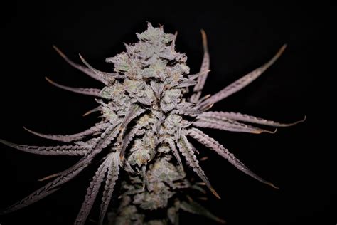 Pussy Galore F Seeds Buy Feminized Cannabis Seeds At Dcse