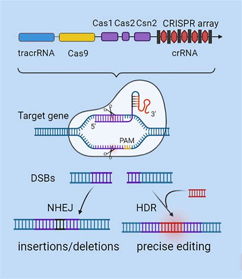 Frontiers Effect Of Crisprcas9 Edited Pd 1pd L1 On Tumor Immunity