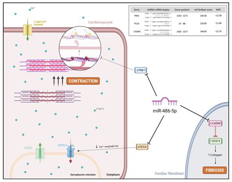 Ijms Free Full Text Plasma Mir 486 5p Expression Is Upregulated In Atrial Fibrillation